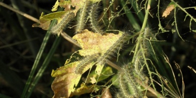 Ifantria americana (Hyphantria cunea)